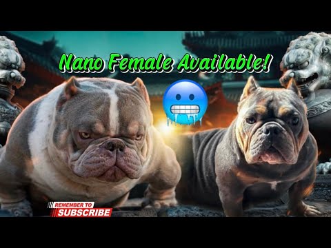 Nano Female up for grabs,Almost in heat 🚫🧢💯🫡