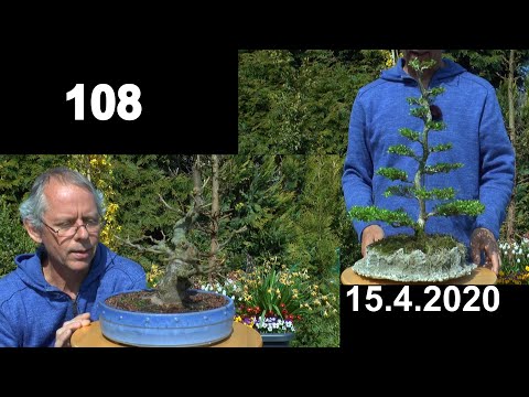 Bergahorn Bonsai Finale zwei. Neue Schale und Bonsai Style, Schnitt Lonicera