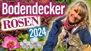 Bodendecker für Deine GESUNDEN Gartenbeete: ROSEN, Stauden, CLEMATIS | Achtung: können "kriechen"...