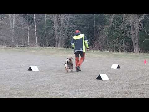 nr 10 Rolf Johansson Zeke västgötaspets