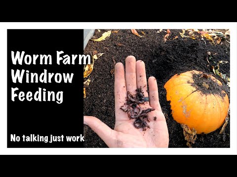 Worm Farm Windrow Feeding - No Talking just WORK