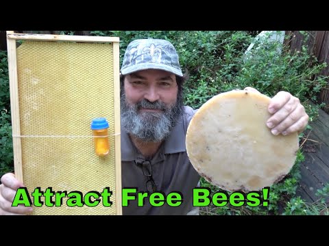 image-What smell attracts honey bees?