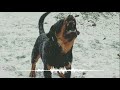 Dog Barking Sound Dog Sound Effect By The Mobile Ringtone