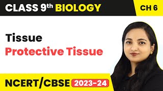 Protective Tissue - Tissue | Class 9 Biology Chapter 6 | 2023-24