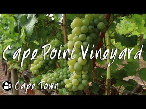 download lagu mp3 mp4 Cape Point Vineyards Wine Tasting, download lagu Cape Point Vineyards Wine Tasting gratis, unduh video klip Cape Point Vineyards Wine Tasting