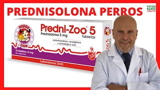 🟢 PREDNISONA O PREDNISOLONA (Corticoides) para que es en PERROS  🟢 Tratamiento de Alergias en Perros
