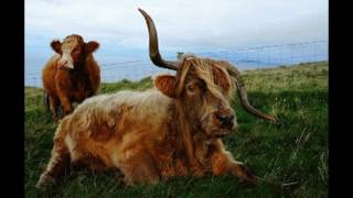 Minor Mood = Humor menor-Jazz Por Stanley Turrentine (Naavo Figuerôa)