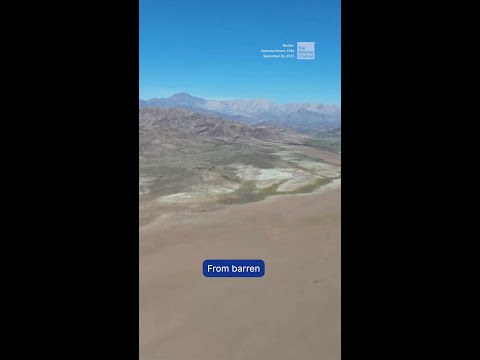 A rare sight in Chile: the Atacama Desert covered in blooms after unexpected rain.