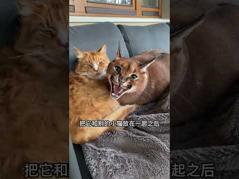 獰貓哈氣
