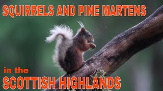 WILDLIFE PHOTOGRAPHY-RED SQUIRRELS AND PINE MARTENS- HIGHLAND HIDE