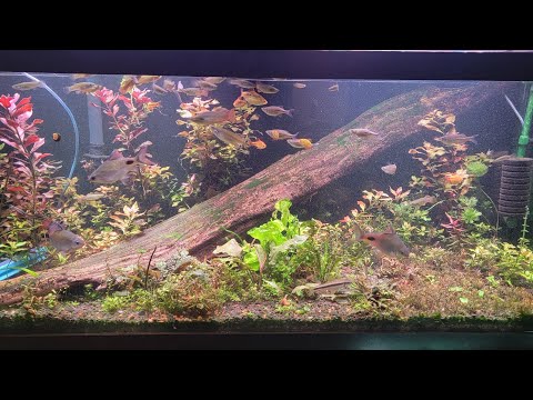 Trimming tip and tricks with Chubz