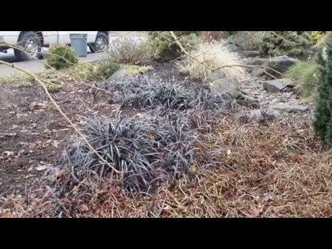 Black Mondo Grass / Ophiopogon 'Nigrescens'