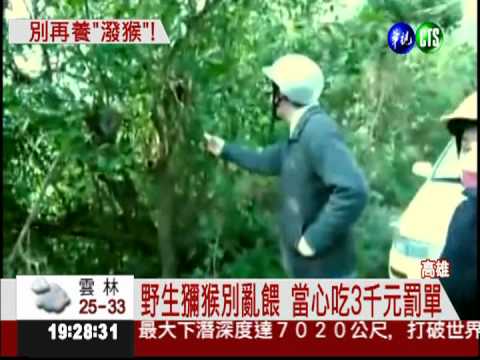 柴.壽山禁餵獼猴 屢勸不聽吃罰單