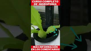 curso de hidroponia completo #shorts