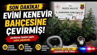Evini Kenevir Bahçesine Çeviren Şahıs Yakalandı