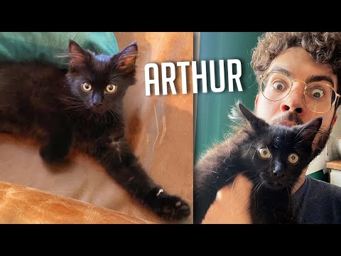 Ho preso un gattino siberiano