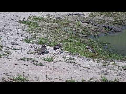 Djuma: Water Thick-knees - 15:52 - 01/04/2023