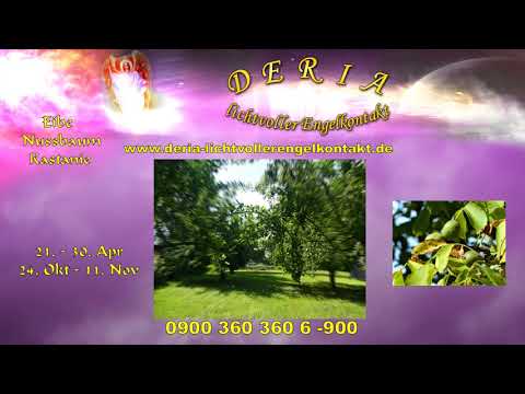 29.08.2019  Das keltische Baumhoroskop - DEIN  SEELENBAUM   6. Teil :  Eibe  Nussbaum  Kastanie