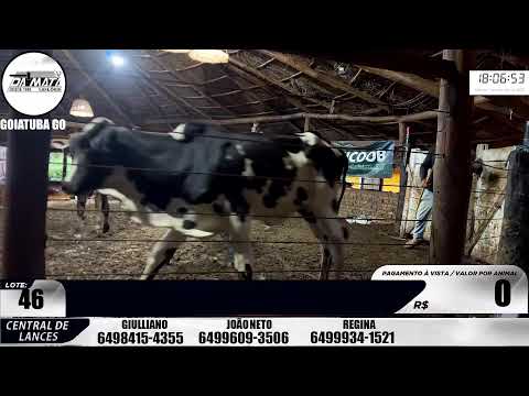 Leilão de gado em Goiatuba Goiás,  01/11/2025 - Mata Preta  Leilões - 14:00 Hs
