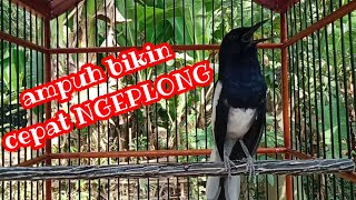 Download lagu Suara kacer ngeplong ampuh buat pancingan kacer bahan dipagi hari mp3