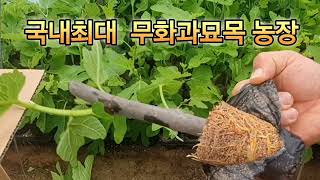 국내최대 무화과묘목 생산 과정