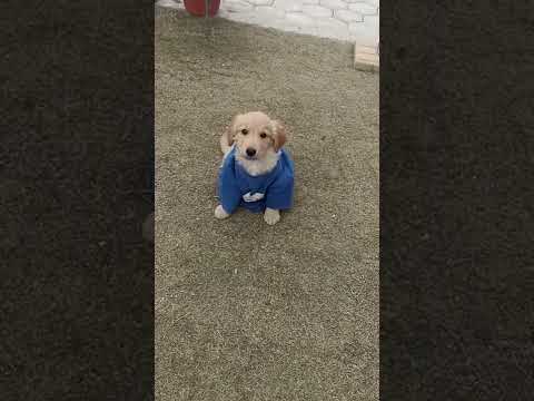 mailo in his new house