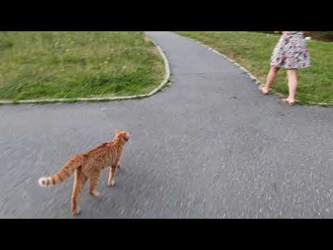 Walking my cat without leash