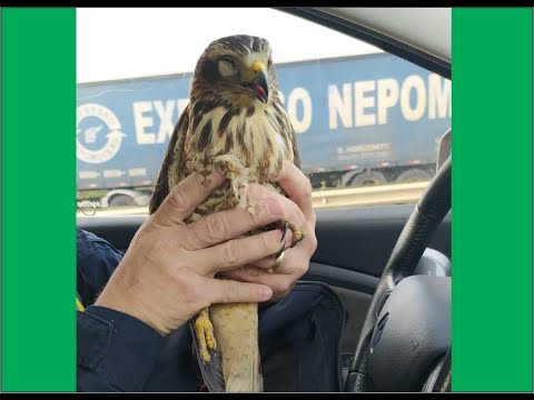 PRF age a tempo e salva vida na BR 101