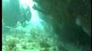 Diving with Death  - Brazil