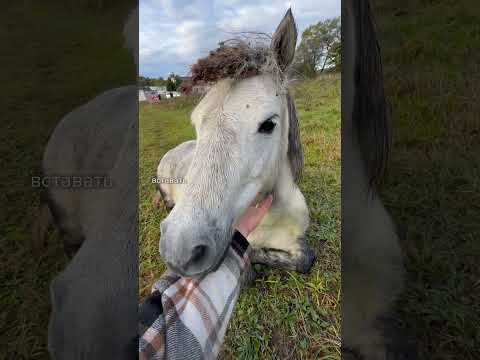 Кони ничего не боятся