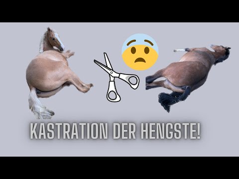 Schnipp Schnapp für die Babyponys I LILGRO