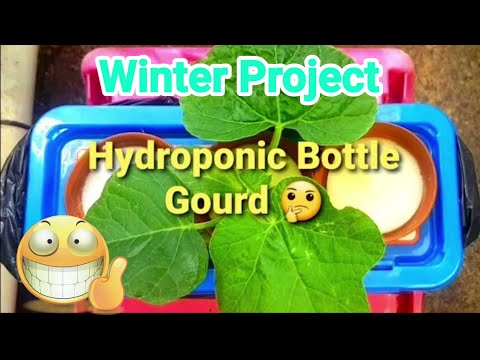☃️Part2 Winter Project Growing Hydroponic Bottle Gourd|BanglaLau|Lauki|kodu|Shokher Bagan 2020 UK
