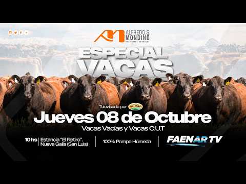 🔴EN VIVO | ESPECIAL VACAS - FAENAR TV, desde Nueva Galia, San Luis | Alfredo S. Mondino, 8-10-26🔴
