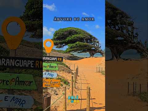 árvore do amor maxaranguape