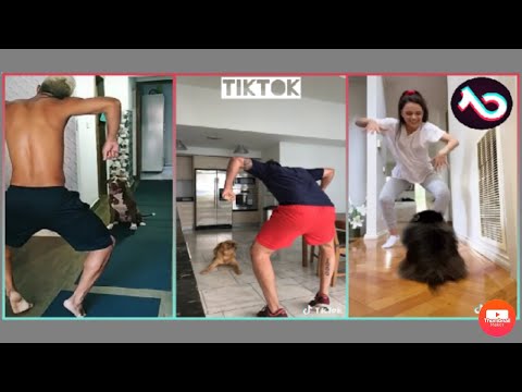The funniest Kulikitaka challenge compilations 2020|Animals version|Funny Dogs|TikTok Pets Trends