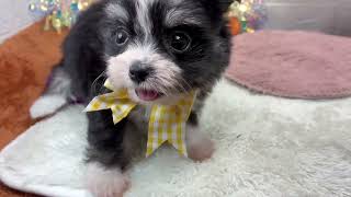 ハーフ犬の動画01