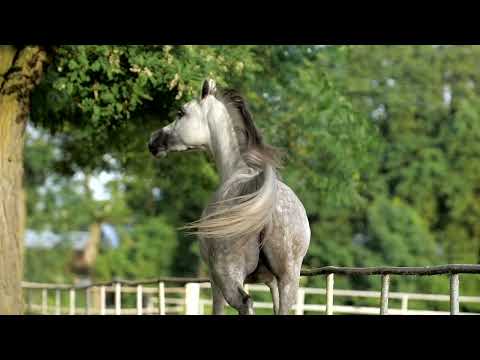 ⚜️ ARMADA ⚜️ (Barok x Amiga), 2022 SUMMER SALE