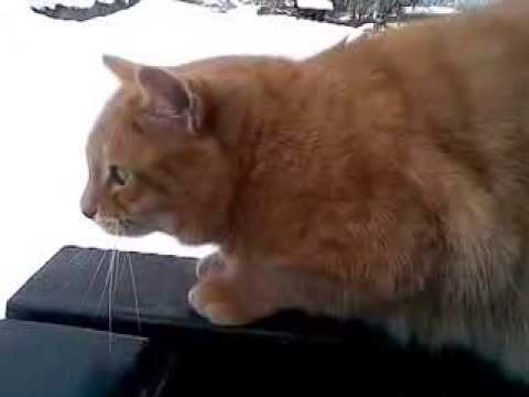 chat fou des choucas