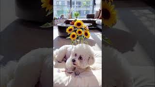 😂Poodle turns Bichon into a walking garden! 🌻#shorts #funnydogs #petcomedy #puppy #dogcomedy