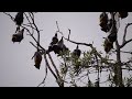 True Facts About The Fruit Bat | bats Saond 🦇