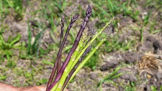 From Farm to You: Asparagus