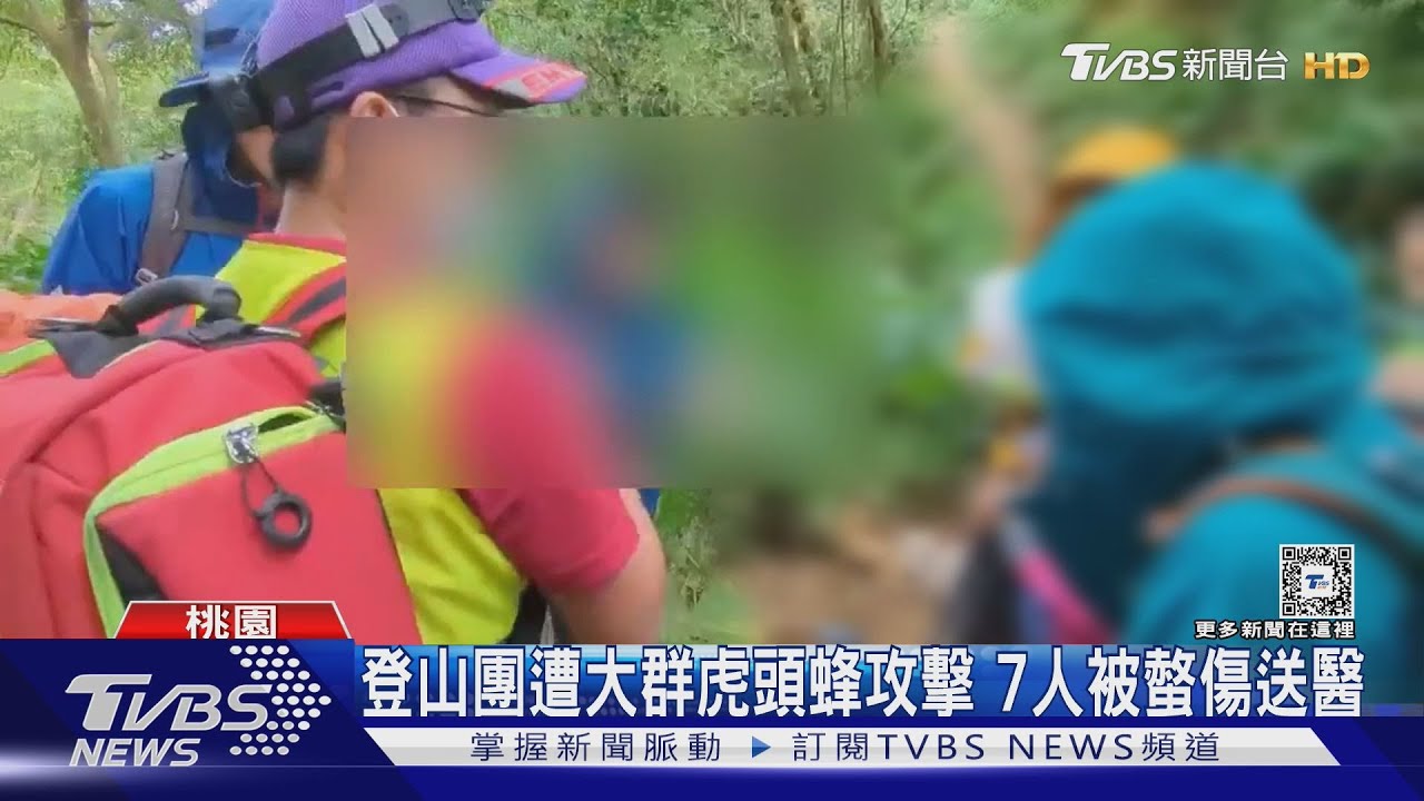 登山團桃園山區遭大群虎頭蜂攻擊 7人被螫傷送醫