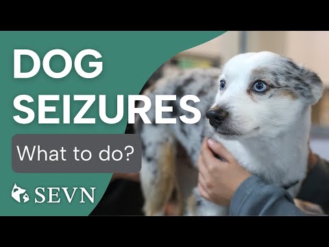 What to Do When Your Dog Has a Seizure