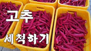 [고추농사]세척하기