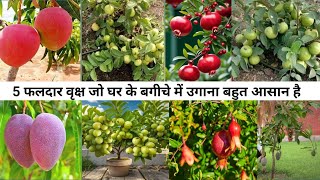 5 Top Fruit Trees That Are Too easy to grow in the home garden! 5 Best fruit plant grow in pot