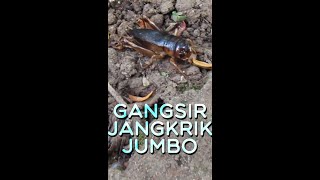 Download lagu Jangkrik Jumbo Namanya Gangsir mp3 Download lagu Jangkrik Jumbo Namanya Gangsir mp3