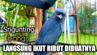 Download lagu SRIGUNTING MANAPUN Pasti Ikut Nyaut SEKETIKA DENGAR Suara Pancingan SRIGUNTING ABU ABU GACOR INI mp3