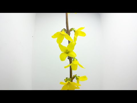 スノーレンギョウ 植物