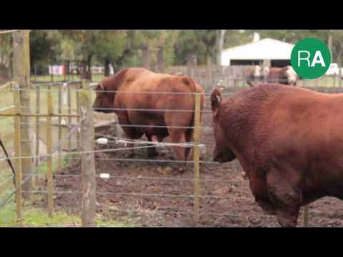 Raíces argentinas 21-05-2016 bloque 2