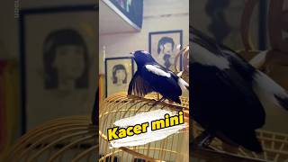 Download lagu Kacer mini gacor #kacermini #decu mp3